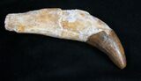 Archaeocete (Primitive Whale) Tooth - Basilosaur #11425-4